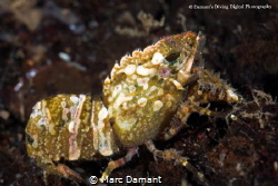 Usually a camoflauged shrimp the Blade Shrimp was crossin... by Marc Damant 